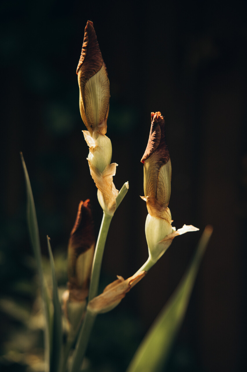 6D6A2743.jpg