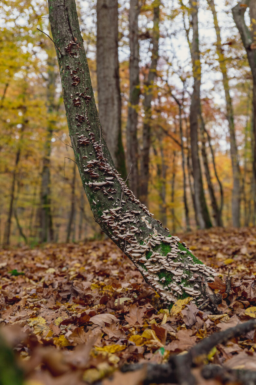 UzhTrail_zasadnyi-1369.jpg