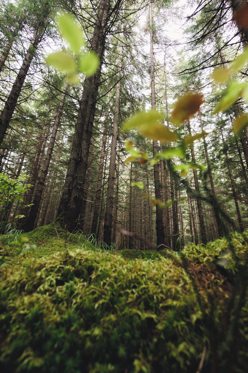 zasadnyi-Igrovets-0504.jpg